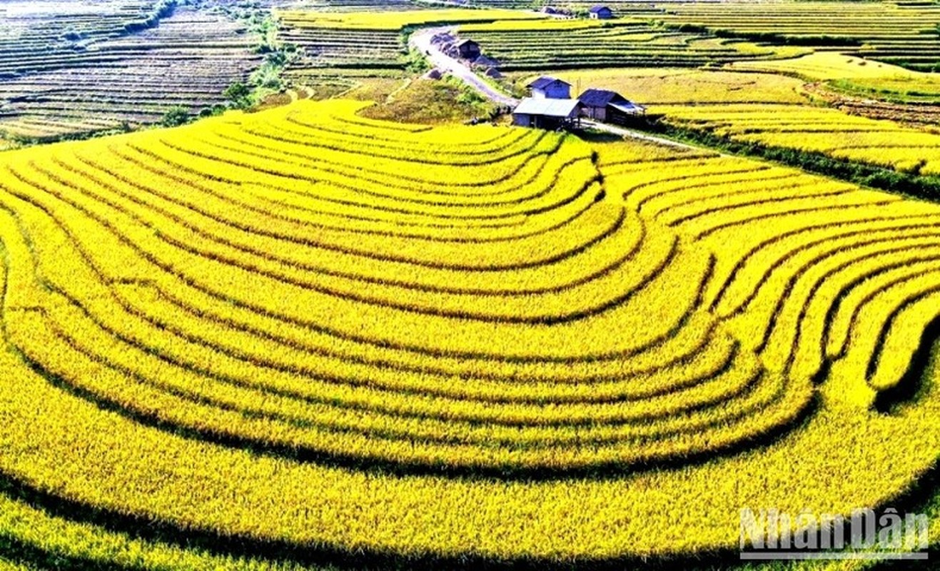 “Mua vang” noi con song Hong chay vao dat Viet-Hinh-5