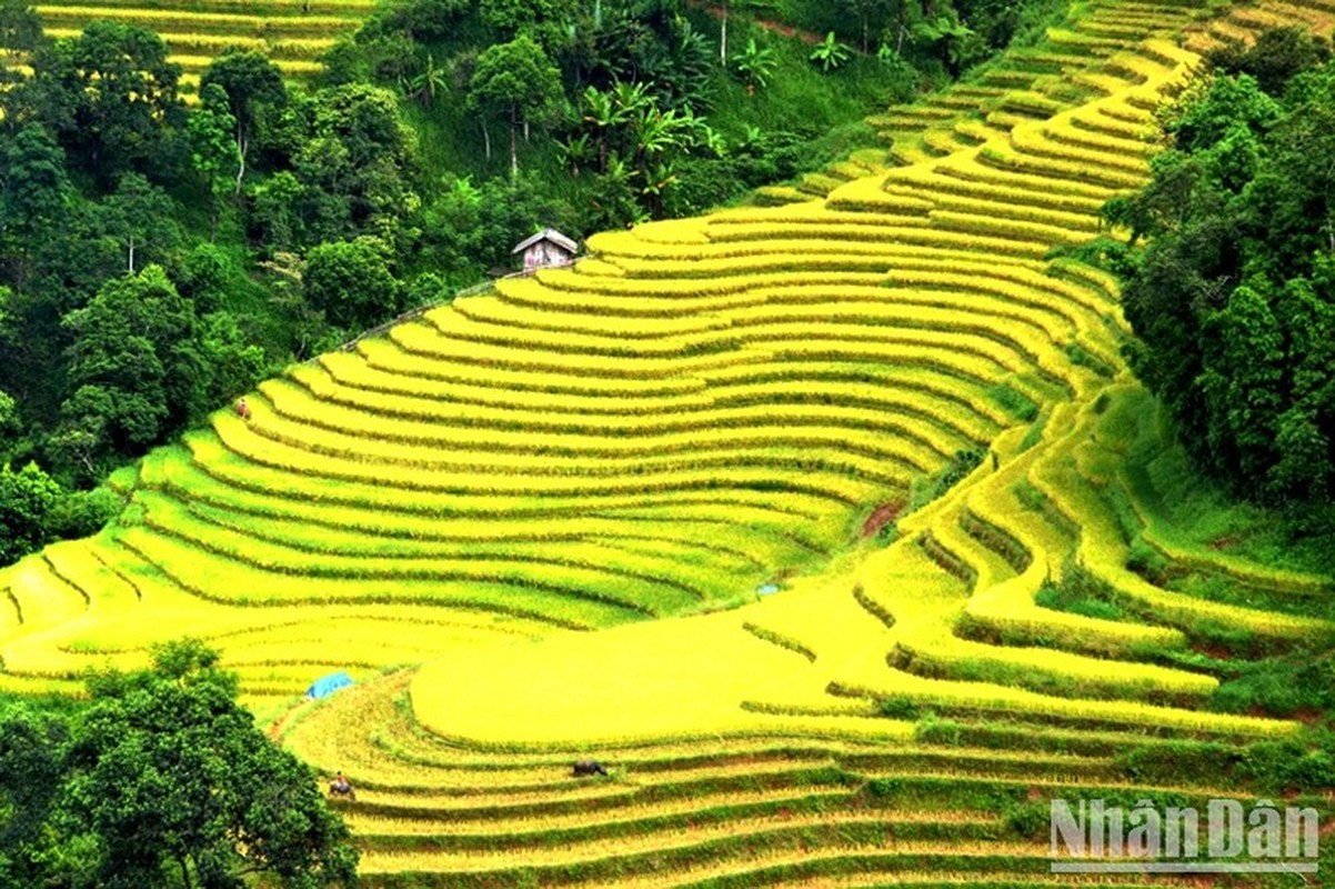 “Mua vang” noi con song Hong chay vao dat Viet-Hinh-6