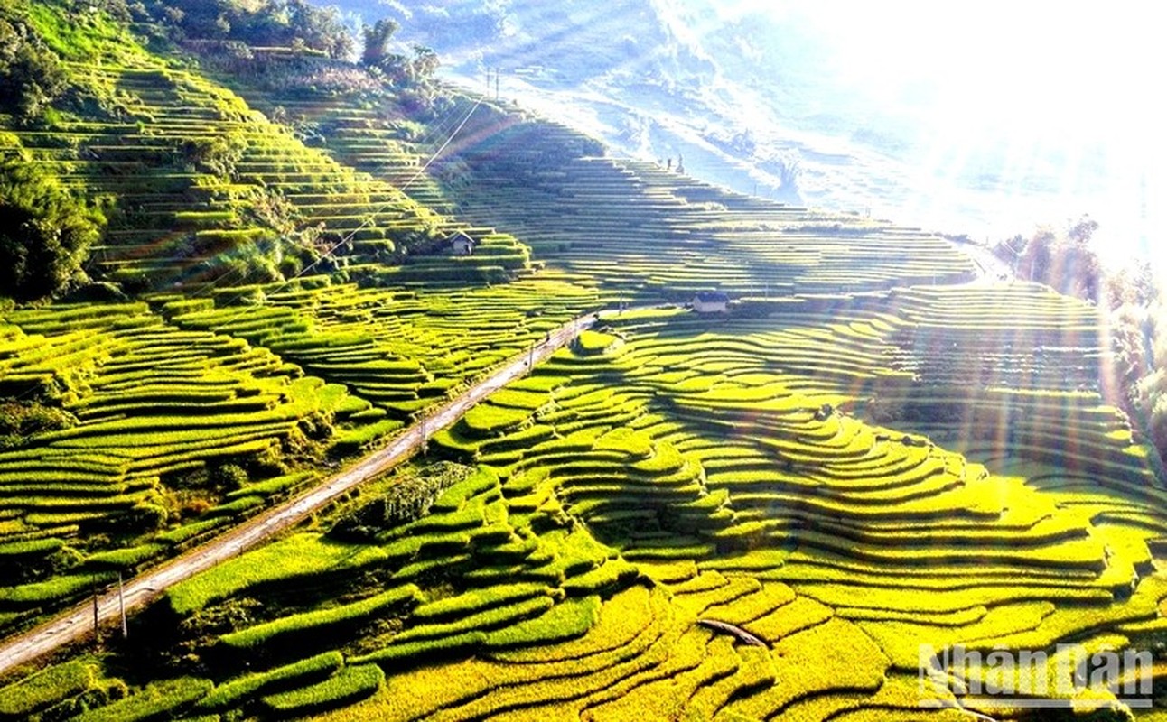 “Mua vang” noi con song Hong chay vao dat Viet-Hinh-7