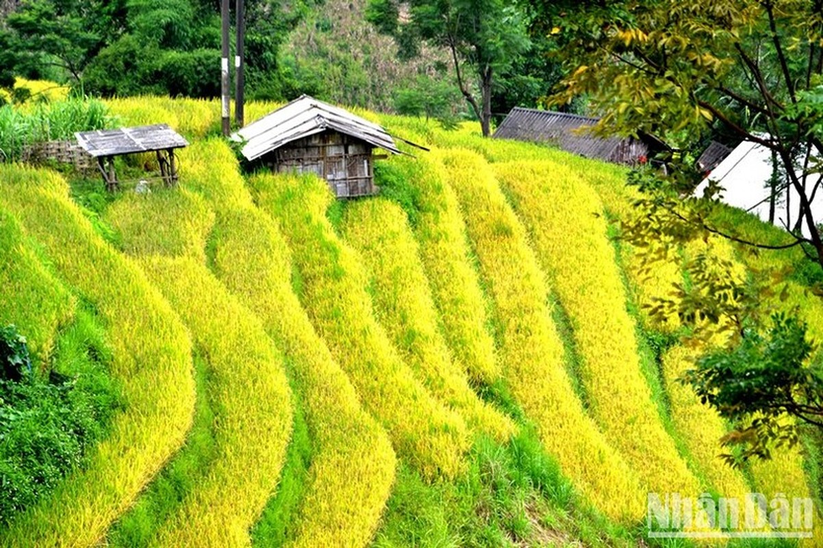 “Mua vang” noi con song Hong chay vao dat Viet-Hinh-9