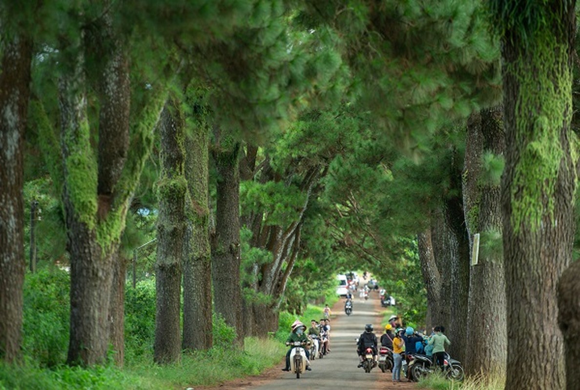 Duong thong dep tho mong nhu Da Lat o Gia Lai