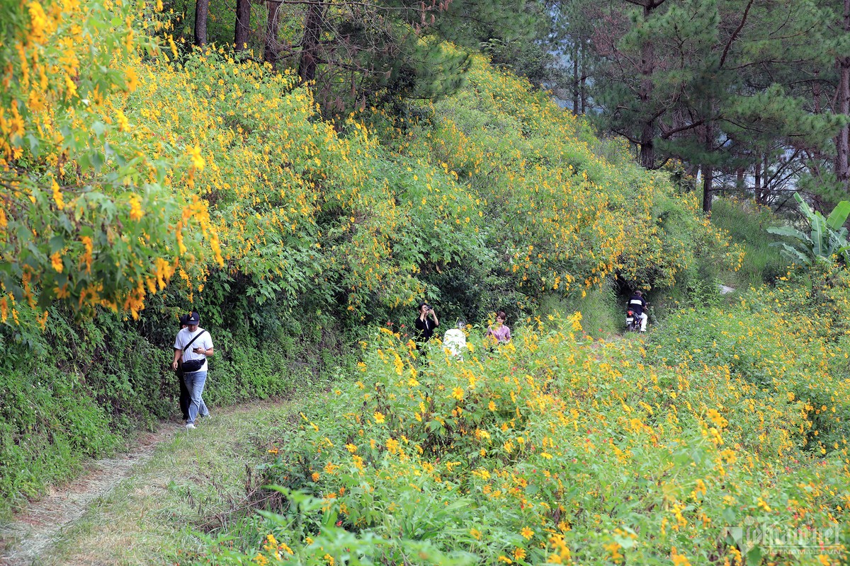 Ngam hoa da quy no ro, nhuom vang pho nui Da Lat-Hinh-2