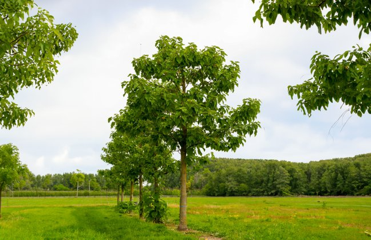 Bi an ve loai cay tao oxy cao gap 4 lan moi loai cay khac-Hinh-9