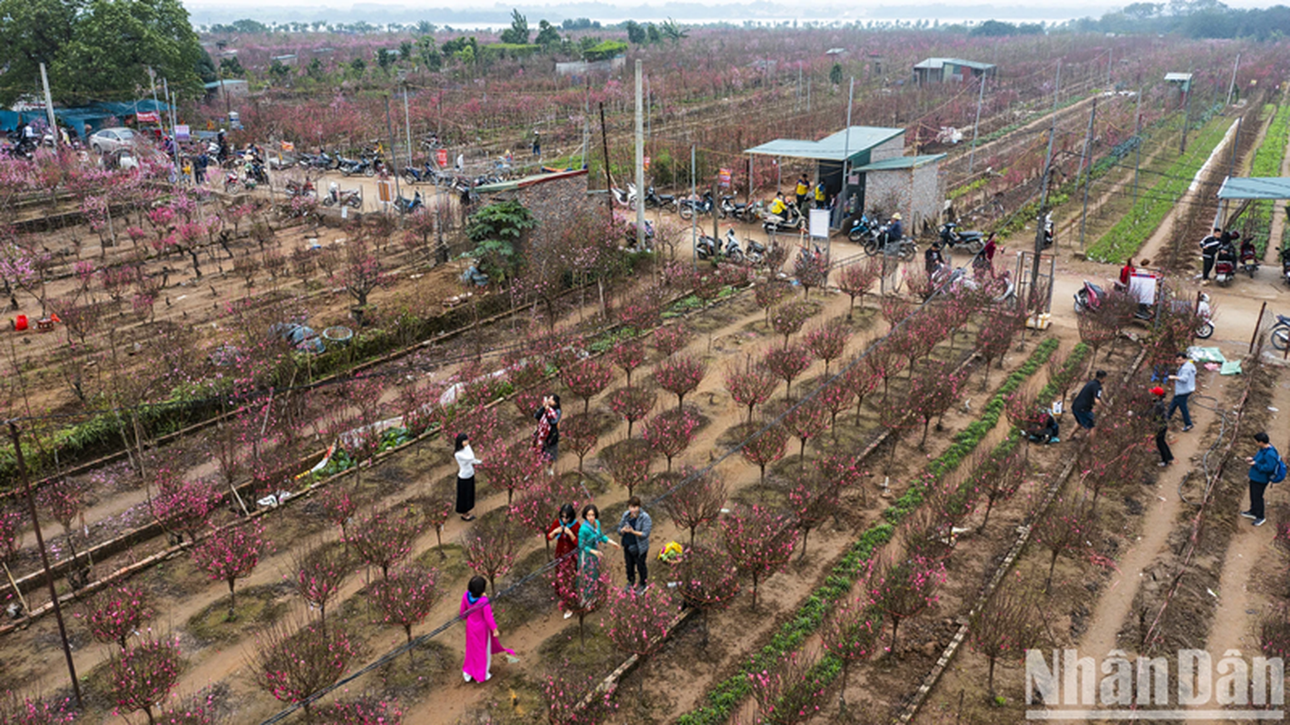 Lang dao Nhat Tan – Phu Thuong khoe sac ngay giap Tet-Hinh-9