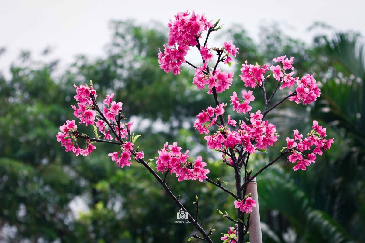 Ngam hoa anh dao Nhat Ban bung no o Ha Noi-Hinh-3