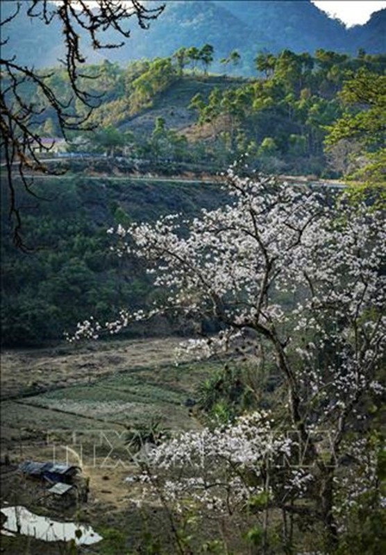 Hoa ban no trang tuyet dep tren nui rung Dien Bien-Hinh-3