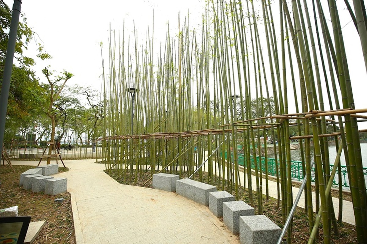 View - 	Người dân thích thú với rừng trúc thu nhỏ giữa Hà Nội