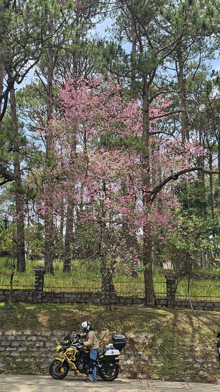 Bat ngo mai anh dao Da Lat no giua thang 4-Hinh-12