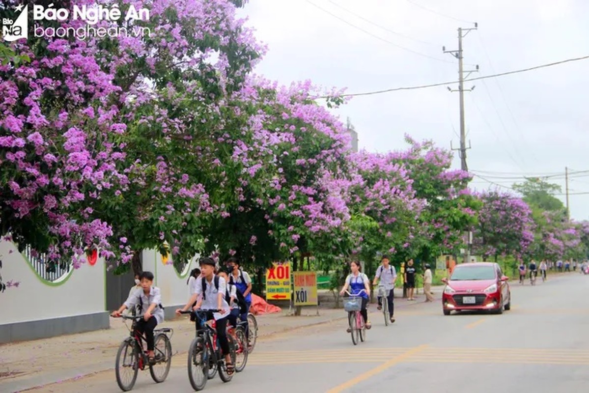 Thich thu cung duong nhuom sac tim bang lang giua long thanh Vinh-Hinh-2