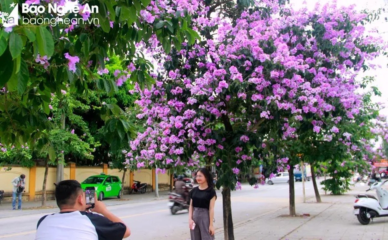 Thich thu cung duong nhuom sac tim bang lang giua long thanh Vinh-Hinh-4