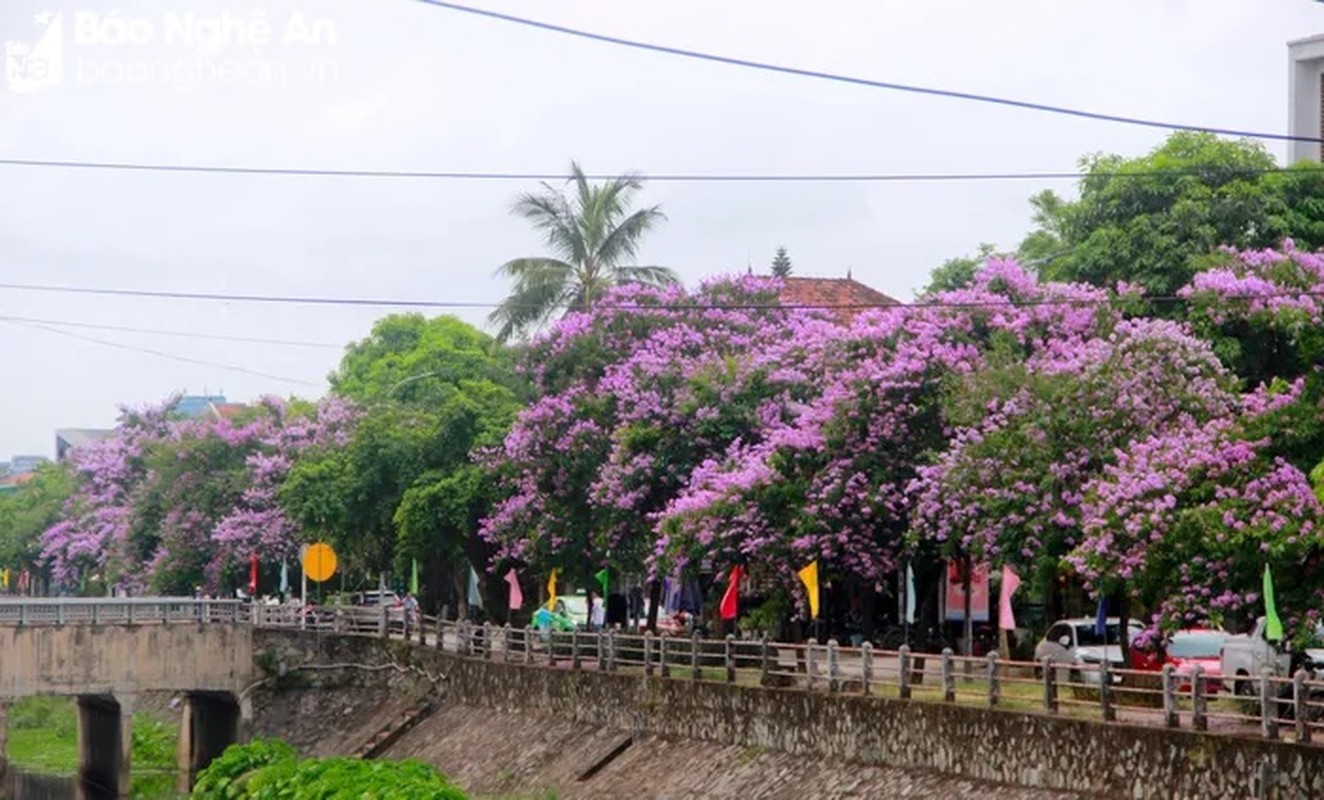 Thich thu cung duong nhuom sac tim bang lang giua long thanh Vinh-Hinh-5