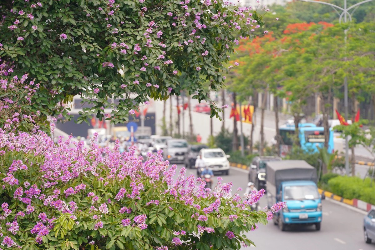 Pho phuong Ha Noi nhuom tim bang lang-Hinh-3