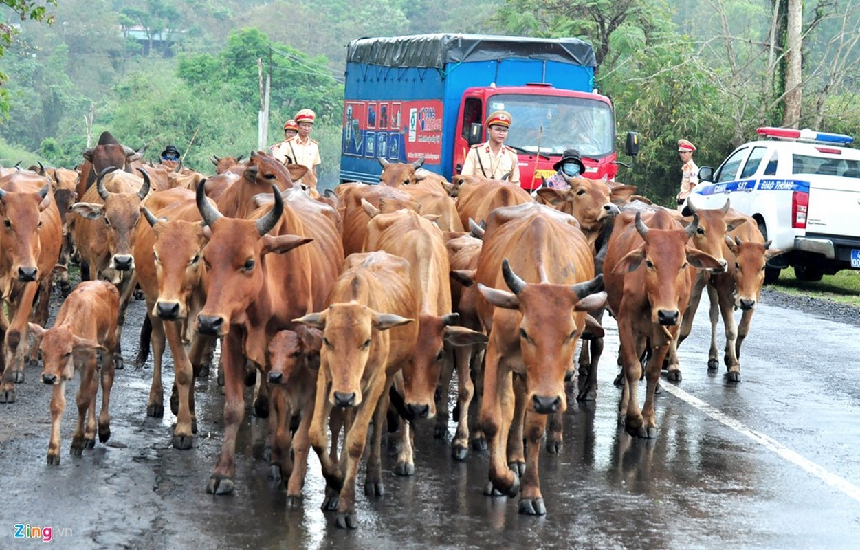 Anh: Canh sat giao thong lua bo tren quoc lo-Hinh-9