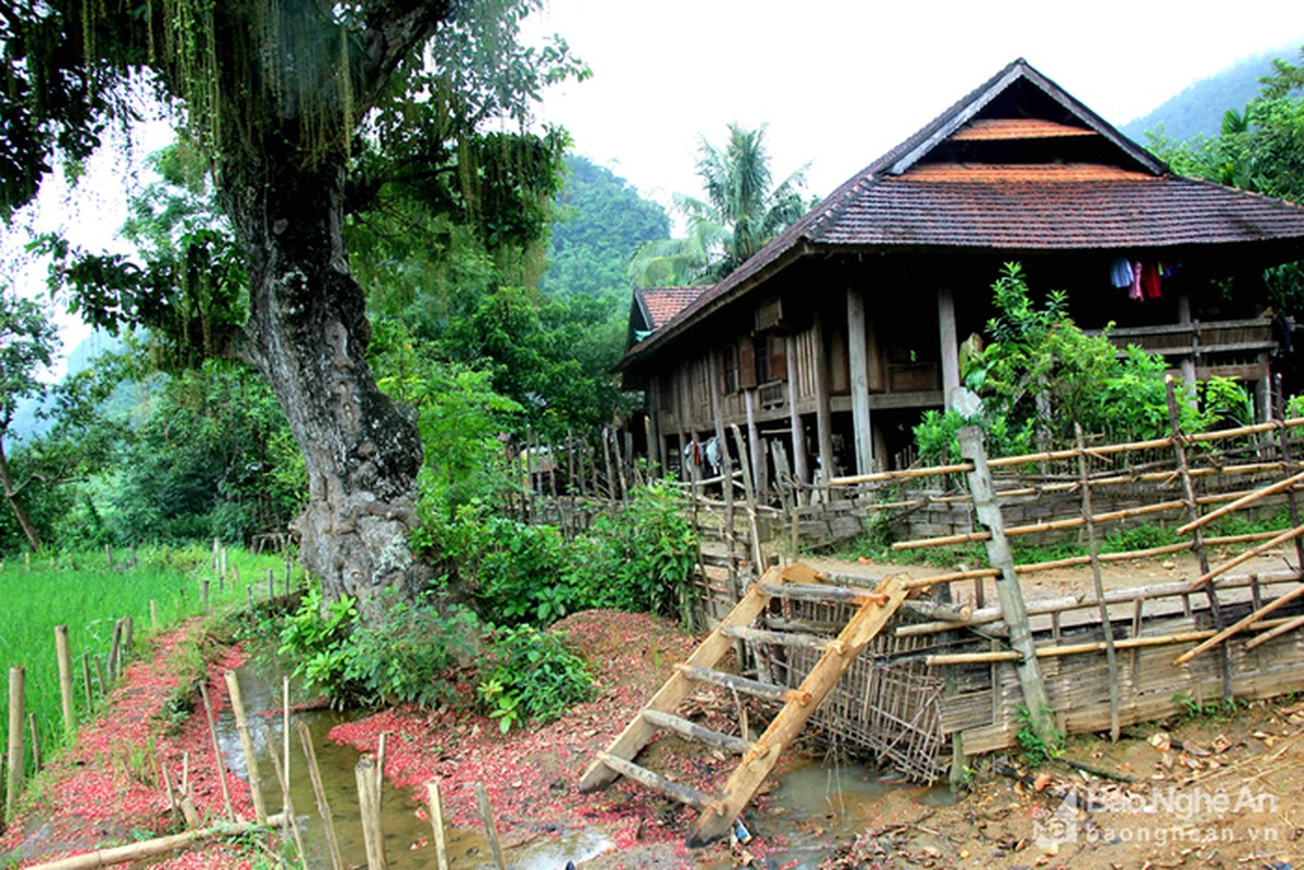 Loc vung co thu cao 19m, hai nguoi moi om het, gia nua ty khong ban-Hinh-3