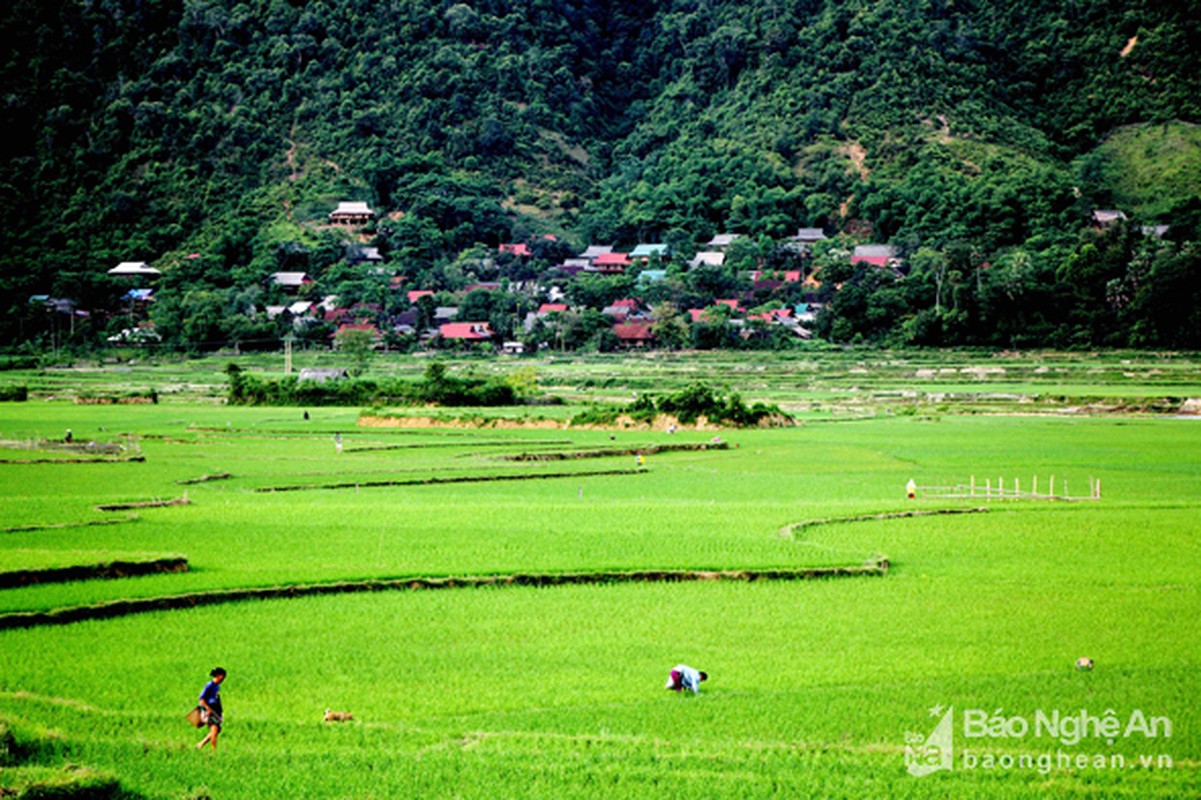 Loc vung co thu cao 19m, hai nguoi moi om het, gia nua ty khong ban-Hinh-8