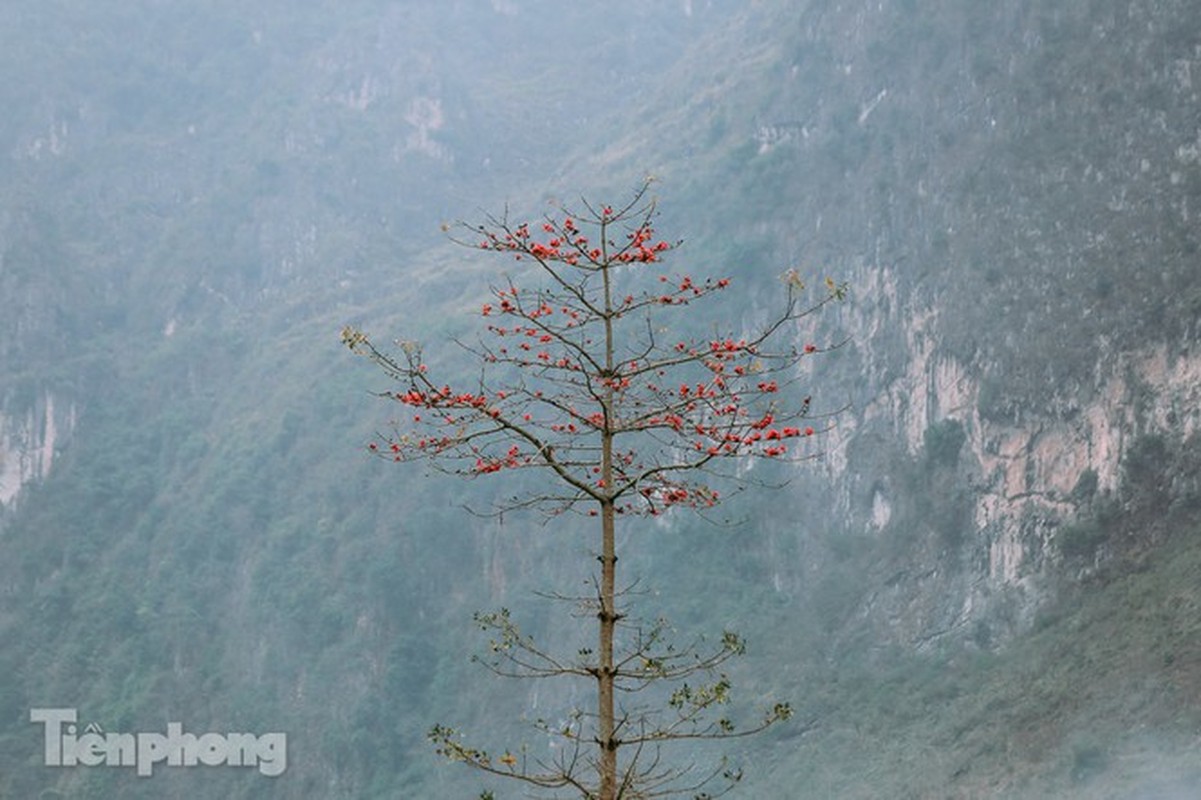 Hoa gao do ruc tren cao nguyen da Ha Giang khien nao long nguoi-Hinh-10