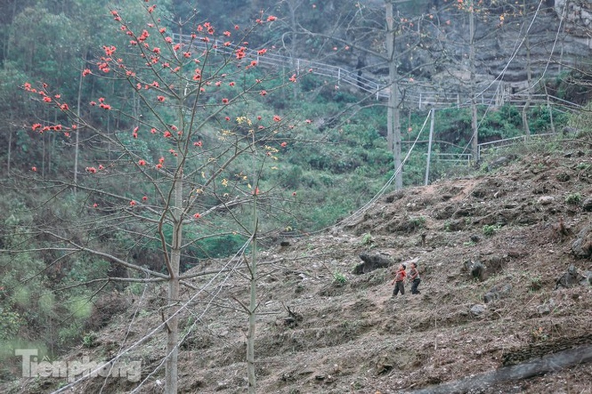 Hoa gao do ruc tren cao nguyen da Ha Giang khien nao long nguoi-Hinh-13