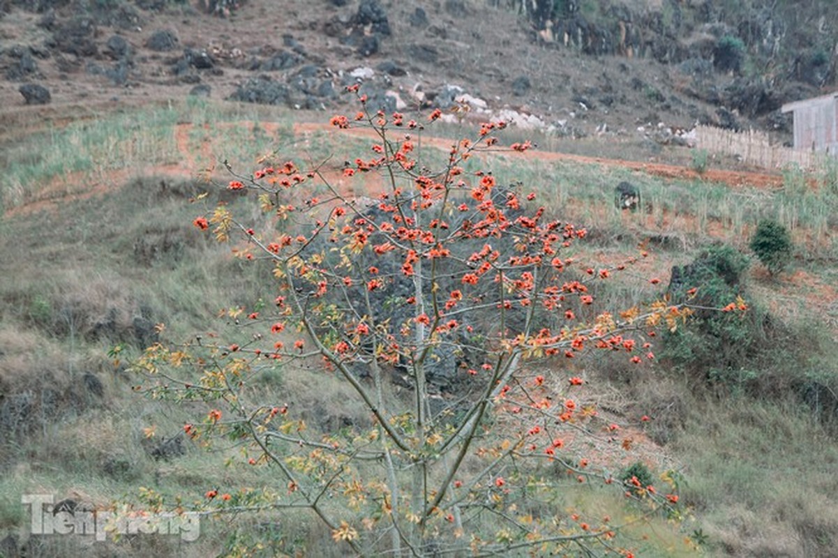 Hoa gao do ruc tren cao nguyen da Ha Giang khien nao long nguoi-Hinh-16