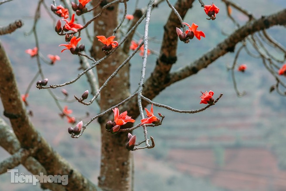 Hoa gao do ruc tren cao nguyen da Ha Giang khien nao long nguoi-Hinh-8