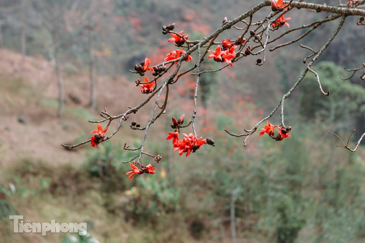 Hoa gao do ruc tren cao nguyen da Ha Giang khien nao long nguoi-Hinh-9