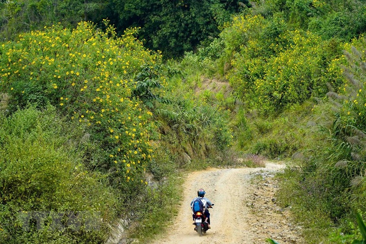 Hoa da quy ruc ro phu vang ruc ro khap nui doi Dien Bien-Hinh-2