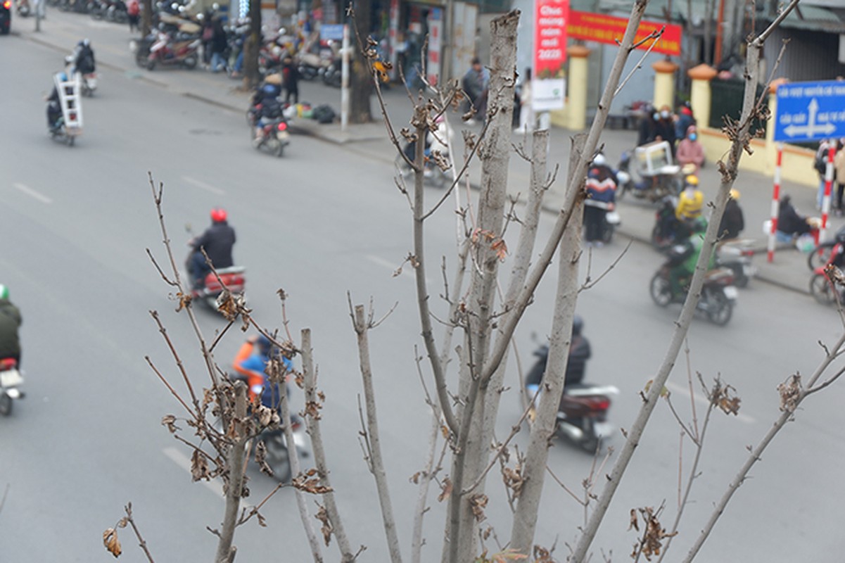 Hang cay phong tren duong pho Ha Noi kho cong la-Hinh-3