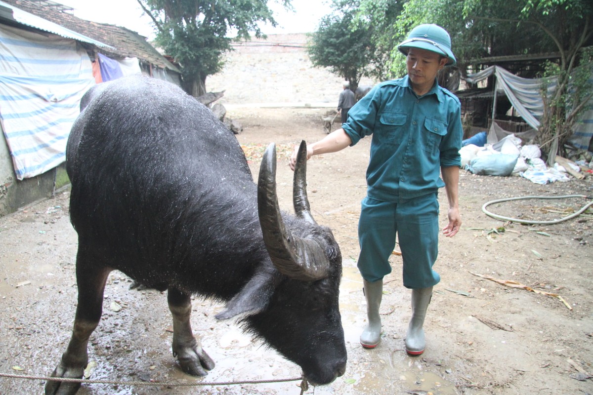 Lo bi kip de trau choi mat long song soc, huc nhu dien tren soi dau