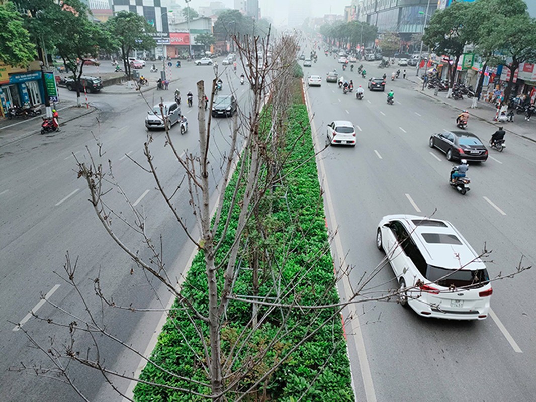 Hang phong la do kho heo, xac xo tren duong Tran Duy Hung - Ha Noi-Hinh-2