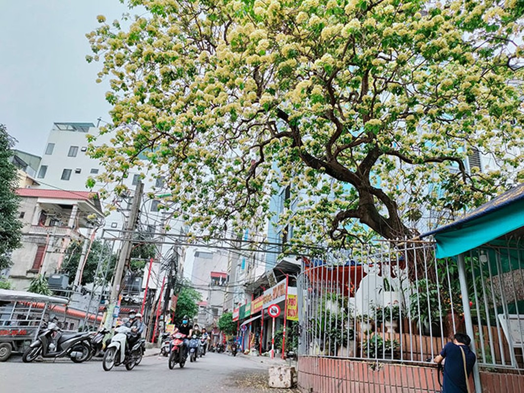 Vi sao nguoi dan Ha Noi xon xao truoc cay hoa bun tram nam tuoi?-Hinh-9