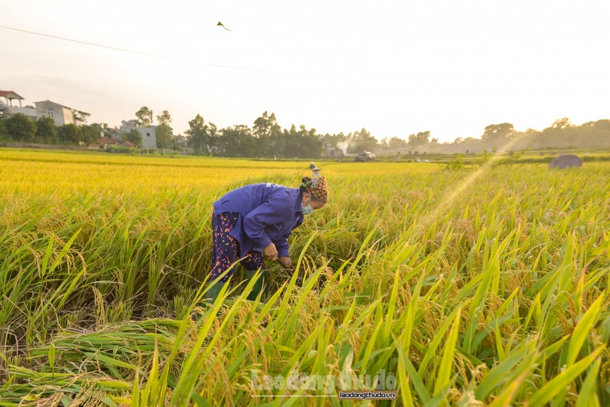 Nong dan Ha Noi tat bat gat lua giua cai nang nhu thieu nhu dot-Hinh-2