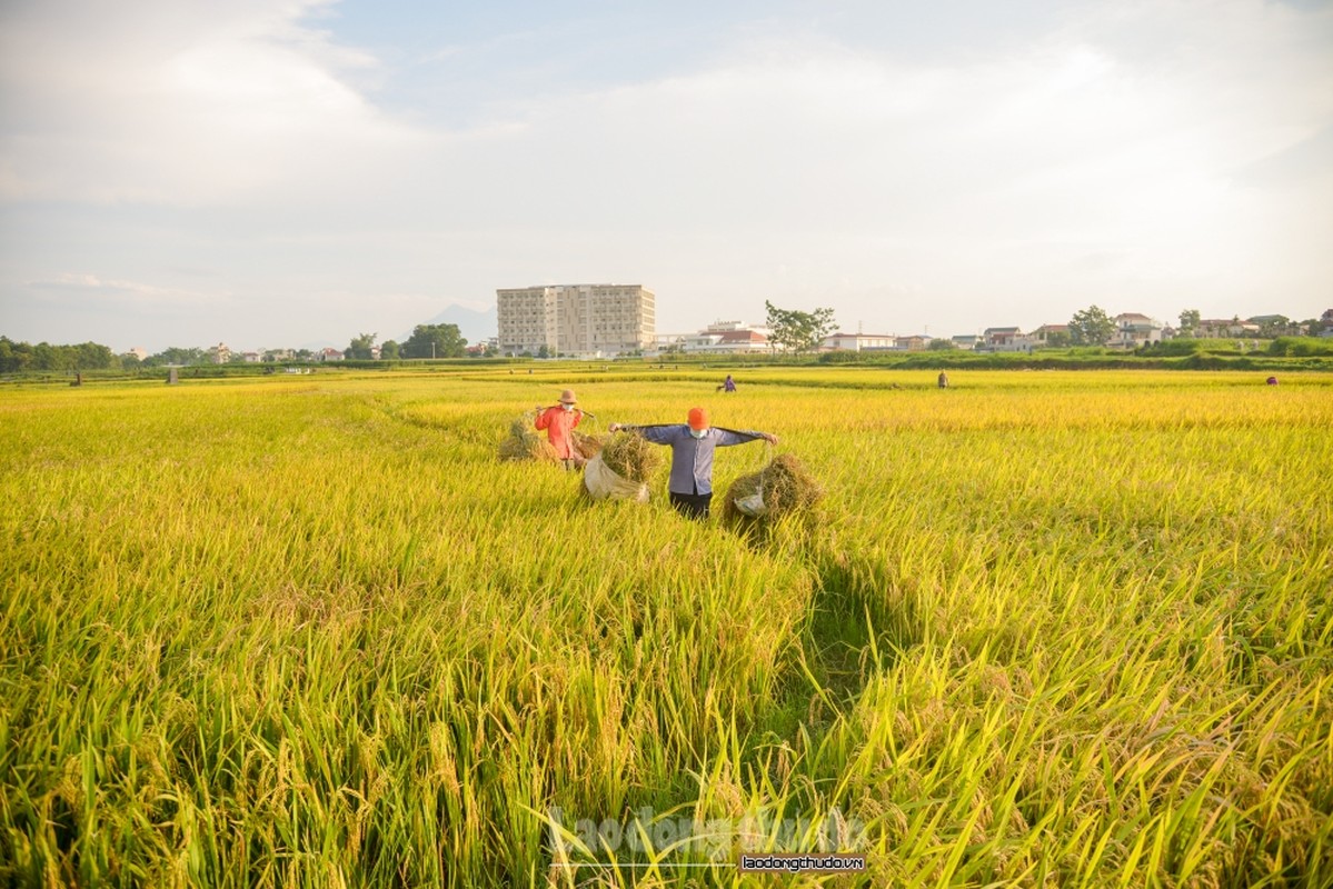 Nong dan Ha Noi tat bat gat lua giua cai nang nhu thieu nhu dot-Hinh-3