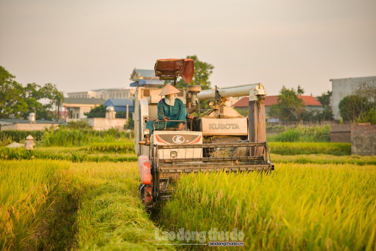 Nong dan Ha Noi tat bat gat lua giua cai nang nhu thieu nhu dot-Hinh-4