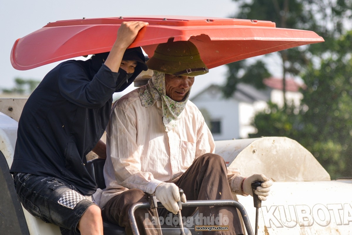 Nong dan Ha Noi tat bat gat lua giua cai nang nhu thieu nhu dot-Hinh-7