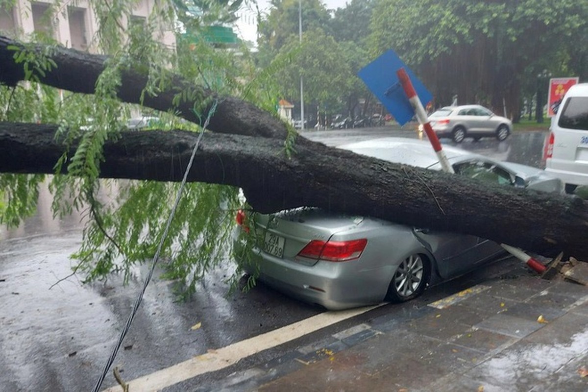 Cay co thu bat goc de bep duoi xe Camry trong con mua lon o Ha Noi-Hinh-4