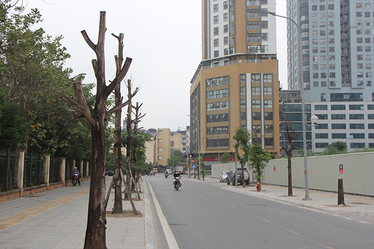 Ha Noi: Hang loat cay xanh chet kho tren duong Truong Cong Giai-Hinh-2