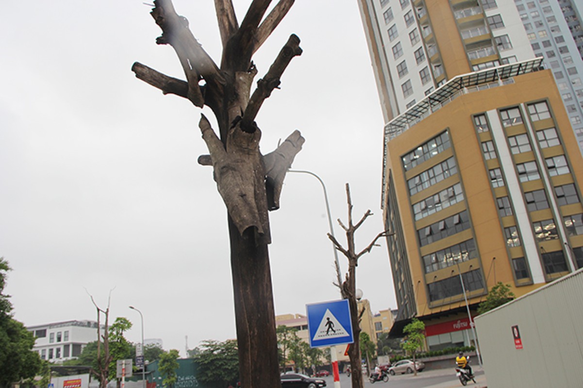 Ha Noi: Hang loat cay xanh chet kho tren duong Truong Cong Giai-Hinh-5