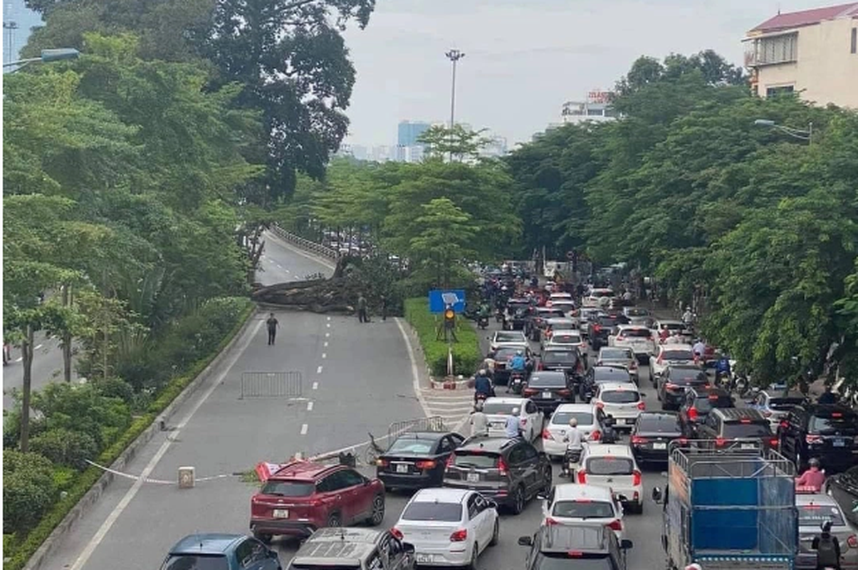 Ha Noi: Cay da co thu gay canh chan ngang duong, giao thong un tac