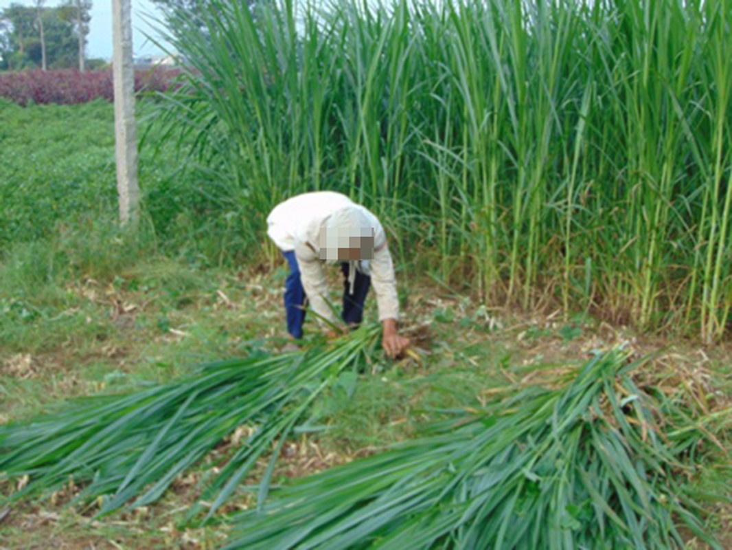 Xac ba cu duoi gieng to nghich tu hiep dam em gai ong noi