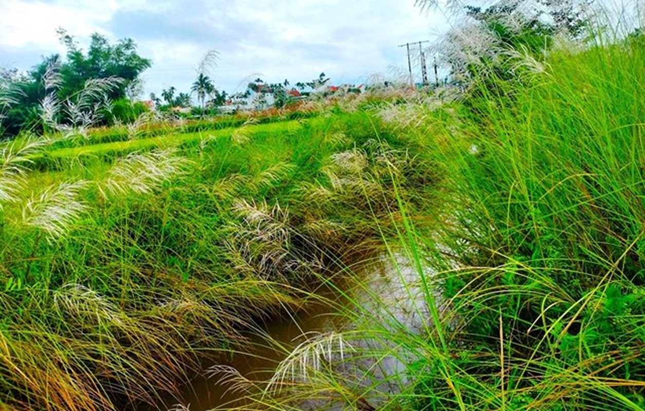 Sung so truoc canh dong hoa co lau no trang o Quang Nam-Hinh-2