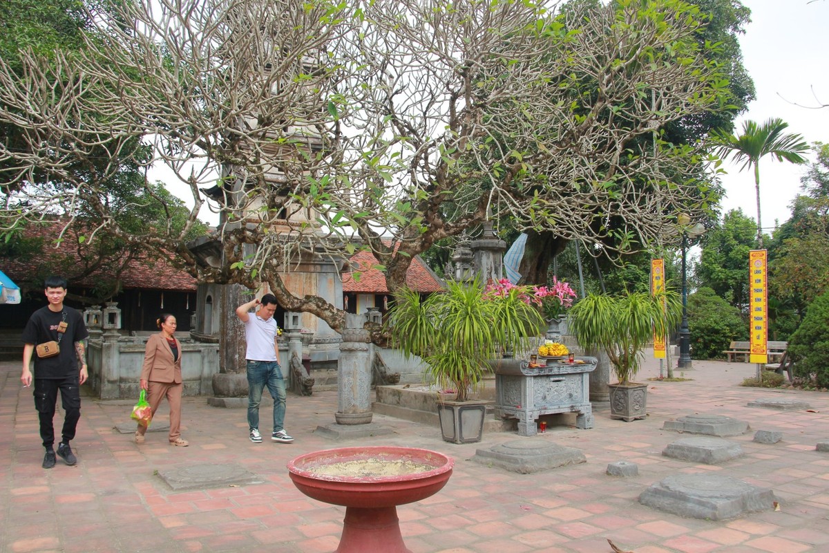 View - 	Chiêm ngưỡng bốn cây cổ thụ hàng trăm tuổi ở chùa Phổ Minh