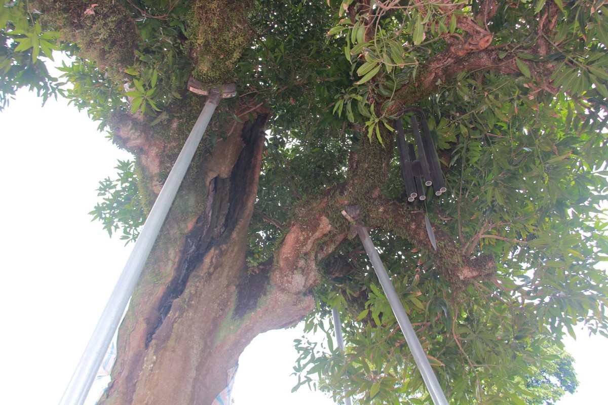 View - 	Chiêm ngưỡng bốn cây cổ thụ hàng trăm tuổi ở chùa Phổ Minh