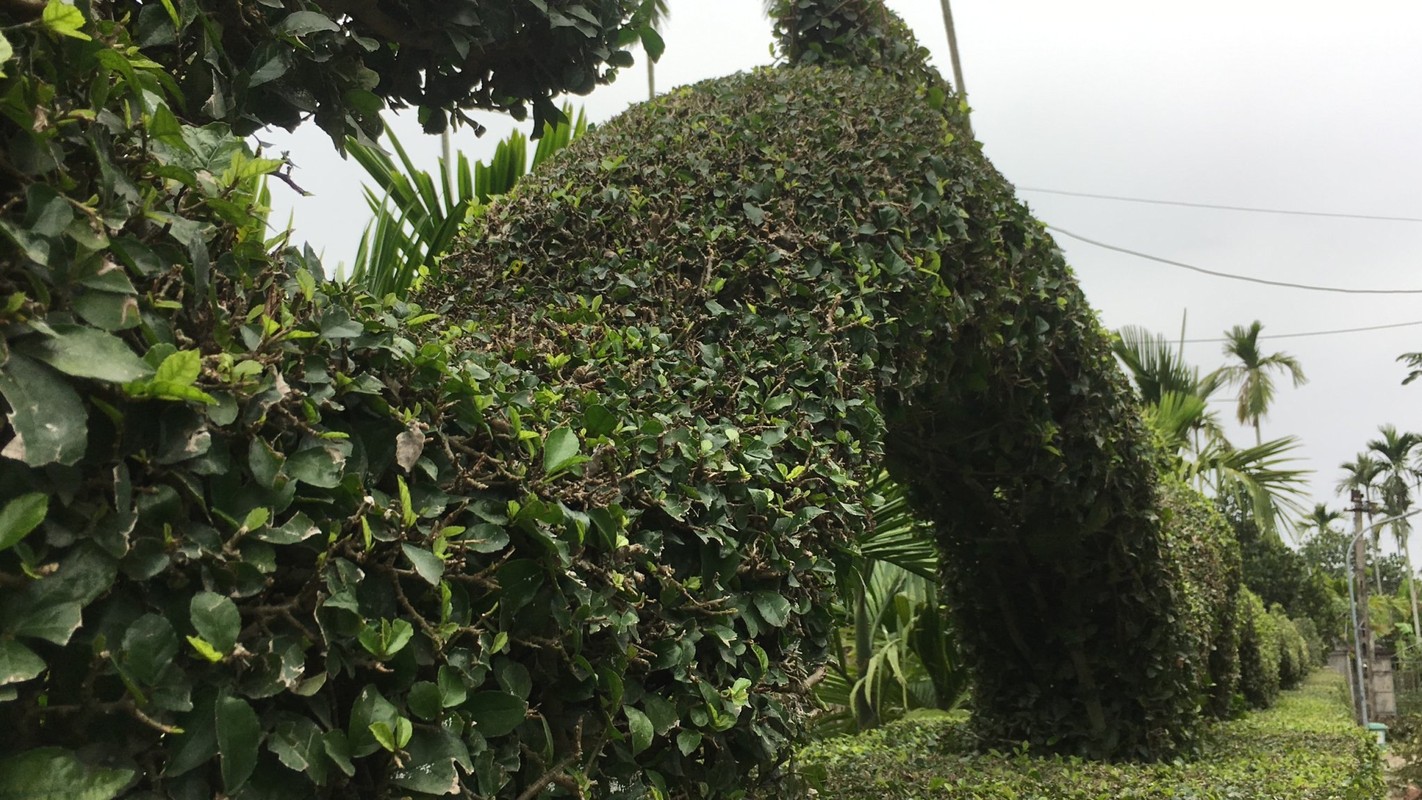 View - 	Độc lạ linh vật rồng dài 20m từ cây duối ở Nam Định