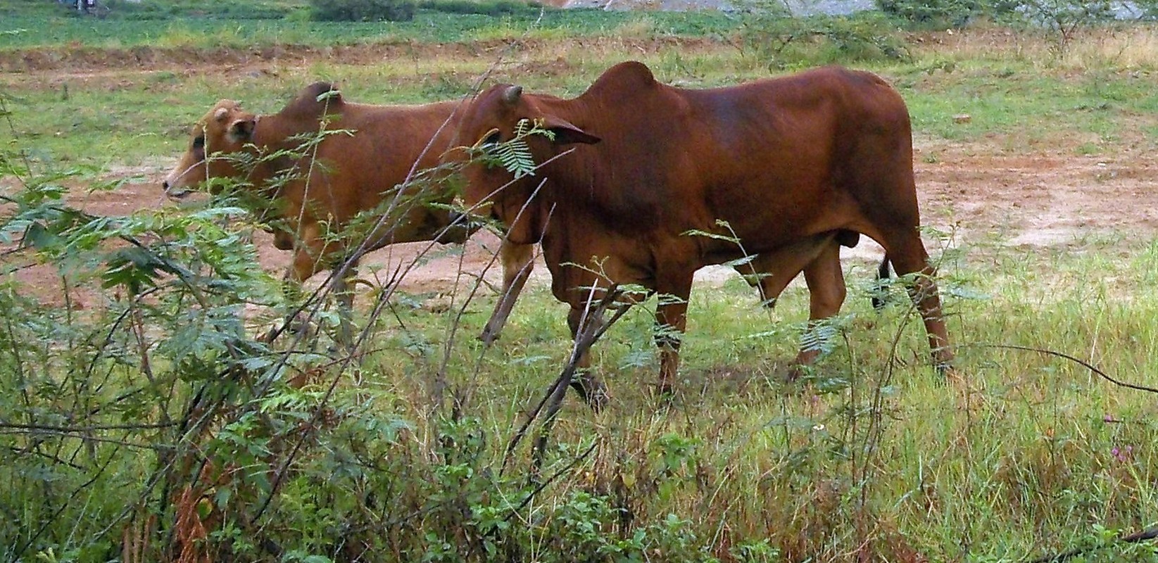 Giai ma bi an thi the nu gioi bi dot, giau trong bui cay-Hinh-4