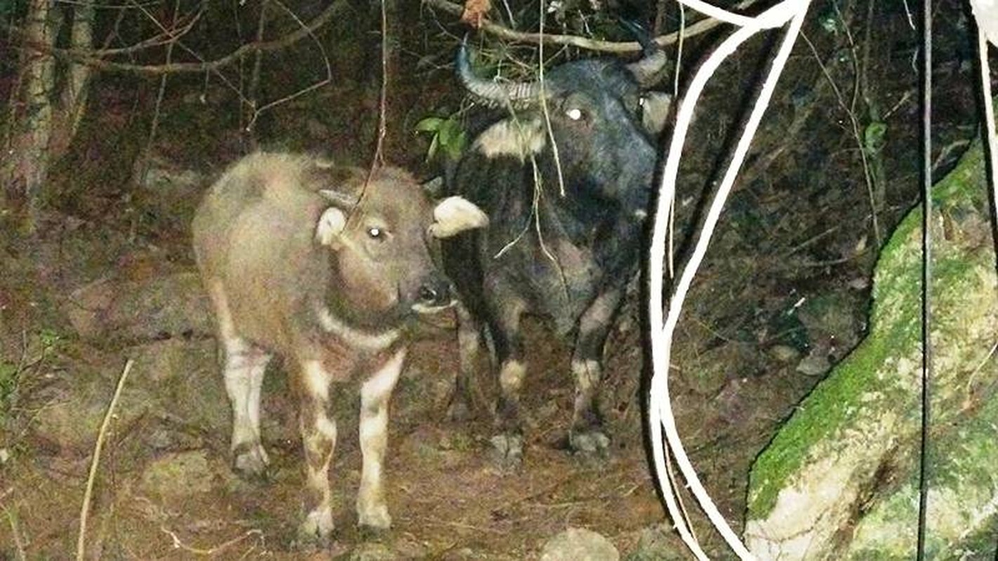 Nguoi phu nu chet tuc tuoi vi “loi hen uoc den kiep sau“-Hinh-3