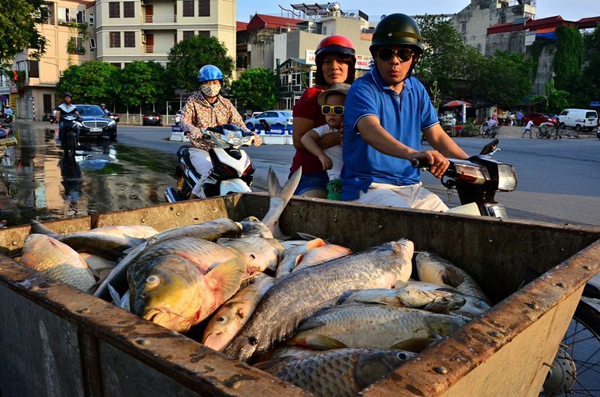 Nhung vu viec bao dong ve van de moi truong nam 2016-Hinh-15