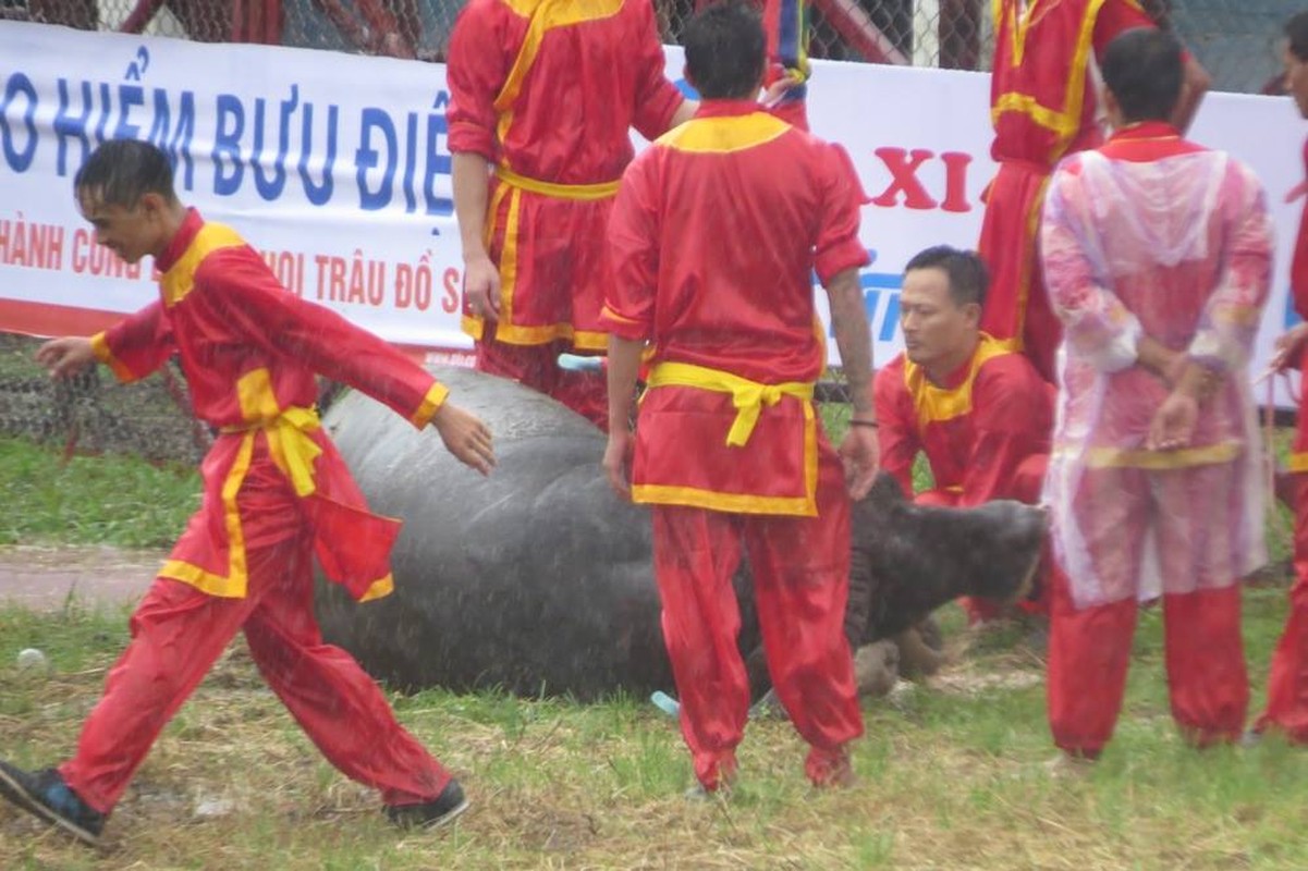 Le hoi choi trau Do Son 2018: Trau choi nang hon 1 tan tung don hiem-Hinh-7