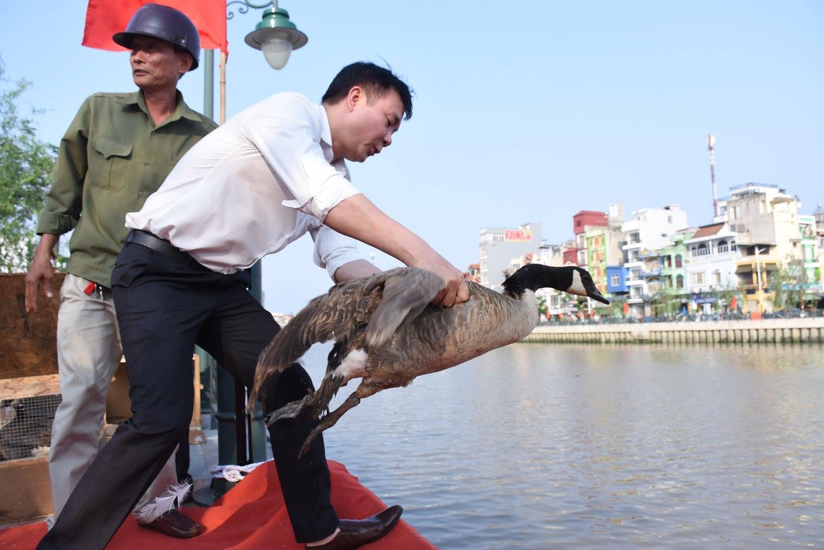 Ngam 130 con thien nga vua duoc tha xuong song Tam Bac - Hai Phong-Hinh-3