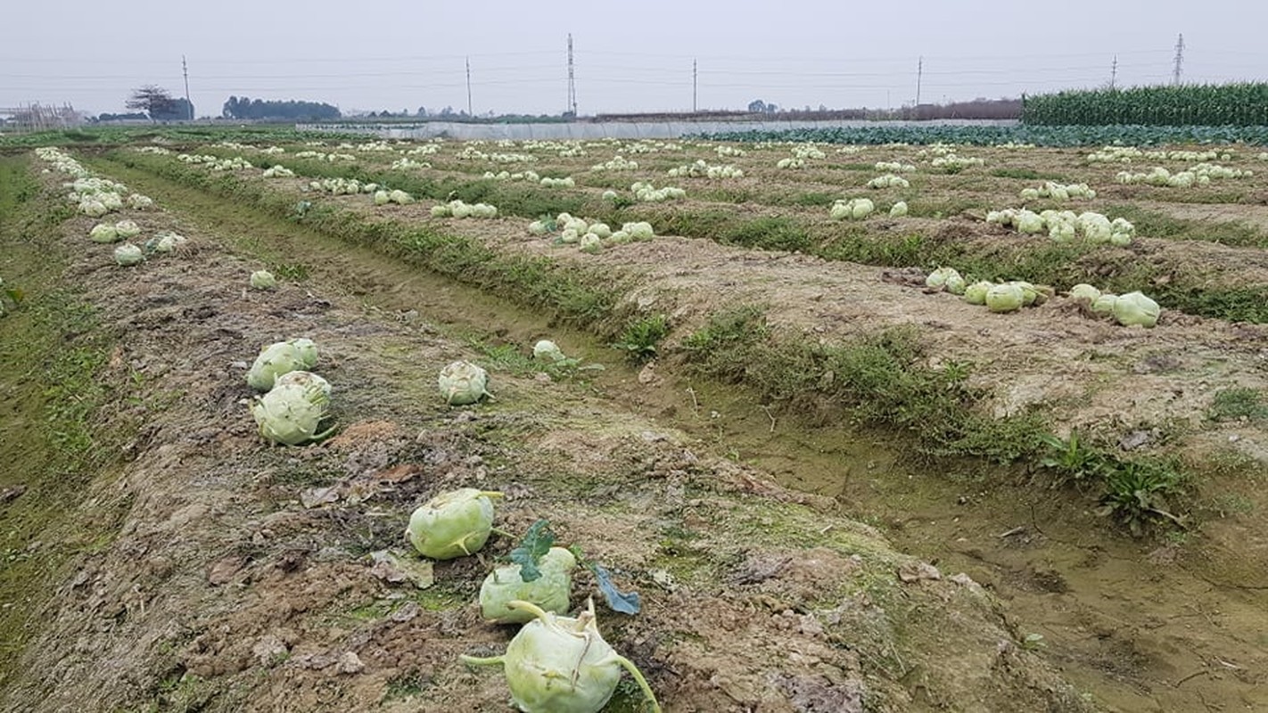 Xot xa su hao do dong, sup lo no hoa, nong dan Hai Duong khoc rong-Hinh-13