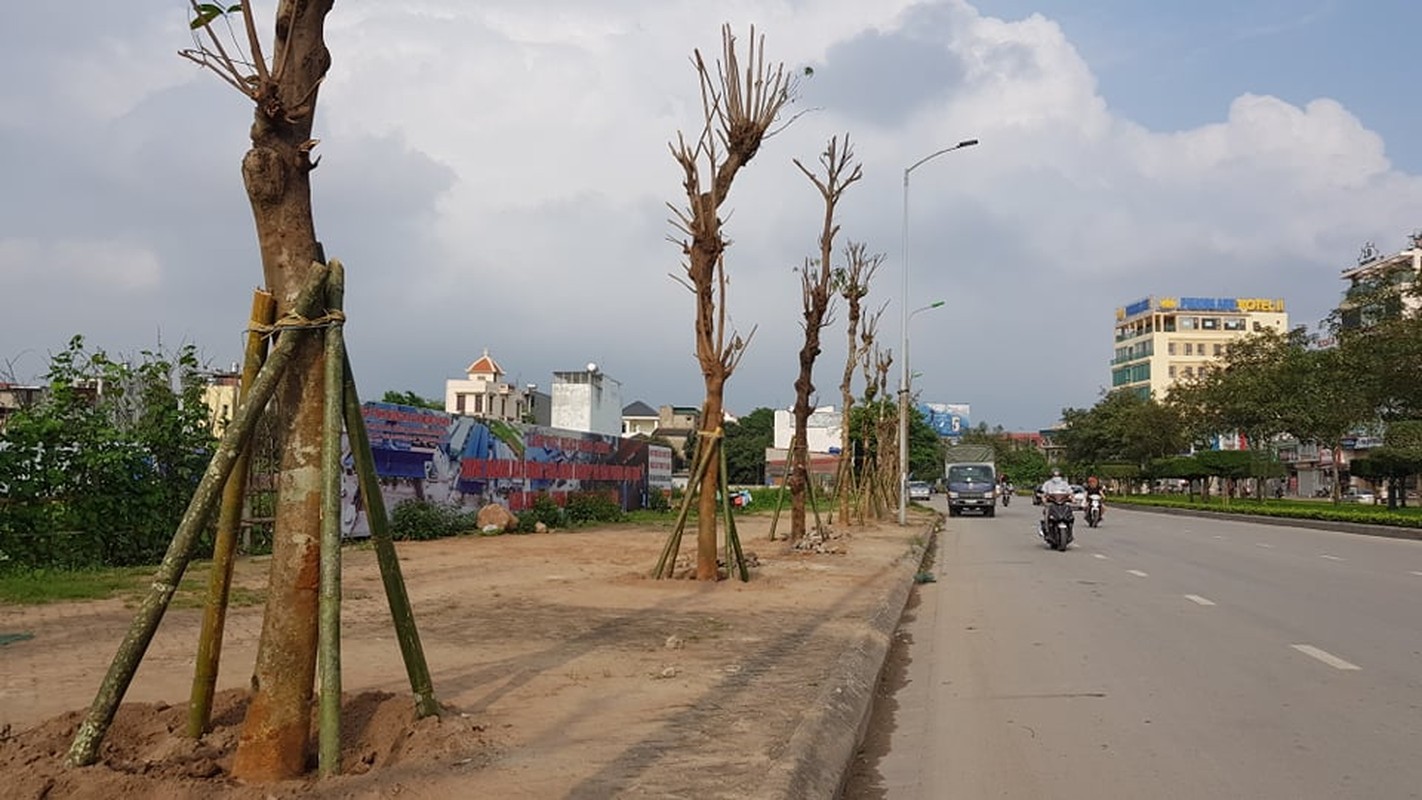 TP Hai Duong gap rut thay the hon 700 cay xanh tren duong Truong Chinh-Hinh-3