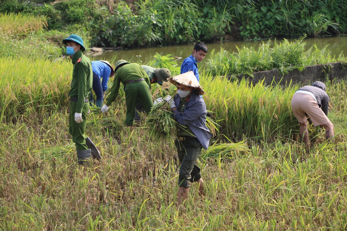 Cong an Vinh Phuc doi nang gat lua giup ba con dang cach ly COVID-19-Hinh-6